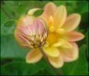 flower-bulb.jpg