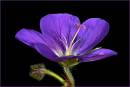 flower.jpg
