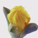flower11.jpg
