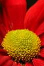 flower_1699.jpg