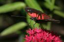 flutter16.jpg