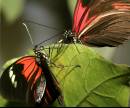 flutter4.jpg