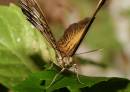 flutter8.jpg