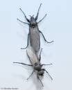 fly290407-006.jpg