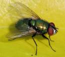 fly_0057.jpg