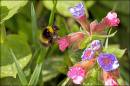flying_bee.jpg