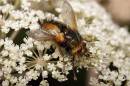 flytachina-fera9x6.jpg