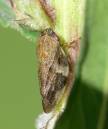 froghopper.jpg