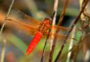 g_P1070553_neonskimmer_wpf_JAG.jpg