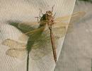 g_dragonfly.jpg