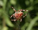 garden_spider.jpg