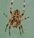 garden_spider4.jpg