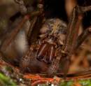 garspider1307090031.jpg