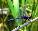 ggslatyskimmer_M_4Jun2007_wpfb_WichitaMtns_JAG.jpg