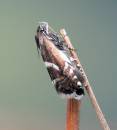 glyphipterix_haworthana_B_Leecy.jpg