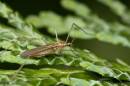 gnat230508012.jpg