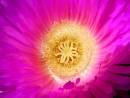 gold_stamens.jpg