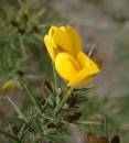 gorse.jpg