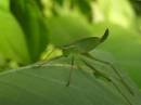 grashopper.jpg
