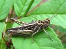 grasshopper_2_8_2010.JPG