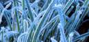 grassicles.jpg