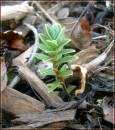 green-sprout.jpg