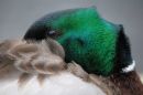 /gallery/data/514/thumbs/green6.jpg