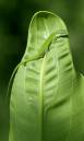 green_anole_.jpg