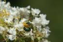 green_sweat_bee.jpg