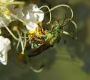 green_sweat_bee_closeup.jpg
