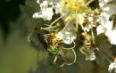 green_sweat_bee_upside_down.jpg