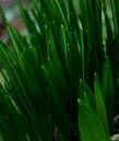 greens.jpg