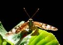 hackberry_emperor2_WPF.jpg