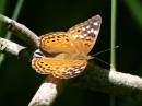 hackberry_emperor_WBF.jpg