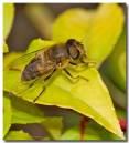 hfly010907-_3_.jpg