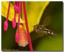 hfly010907_23_copy.jpg