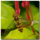 hfly010907_9_copy.jpg