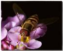 hfly050708013-1.jpg