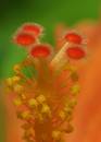 hibsicus_stamen1.jpg