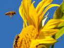 honey_bee_1.jpg
