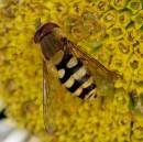 hover_Fly1.jpg