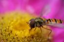 hover_fly11.jpg