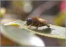 hover_fly_.jpg