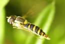 hover_in_flight.jpg