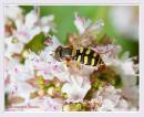hoverfly050706-006_copy.jpg
