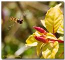hoverfly080807_5_copy.jpg
