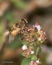 hoverfly110906.jpg