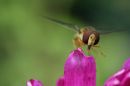 hoverfly21.jpg