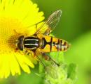 hoverflyfiltered.jpg