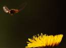 hoverflying9x6.jpg